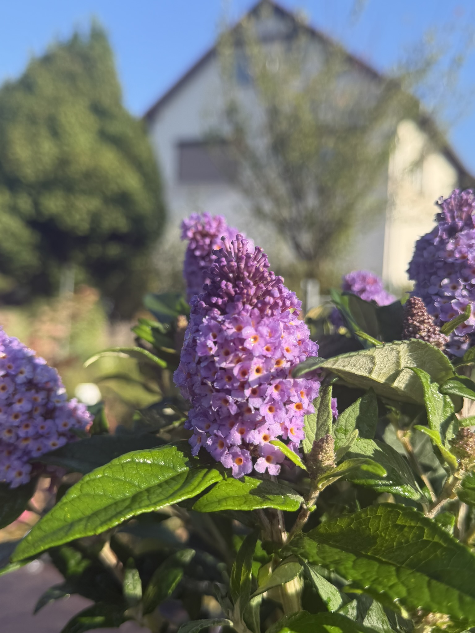 Budleja Dawida 'Little Rockstars Blue’