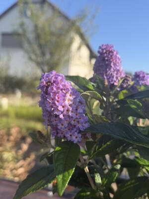 Budleja Dawida 'Little Rockstars Blue'