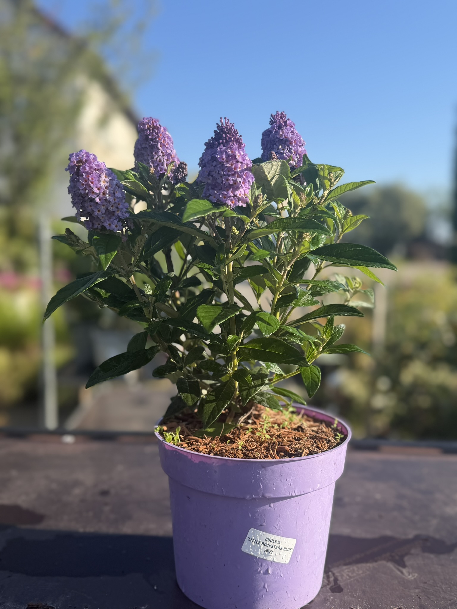 Budleja Dawida 'Little Rockstars Blue’