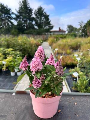 Budleja Dawida 'Little Rockstars Pink'