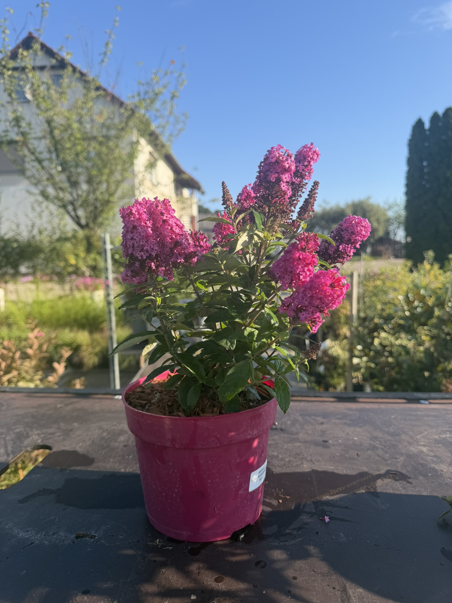 Budleja Dawida 'Little Rockstars Red’