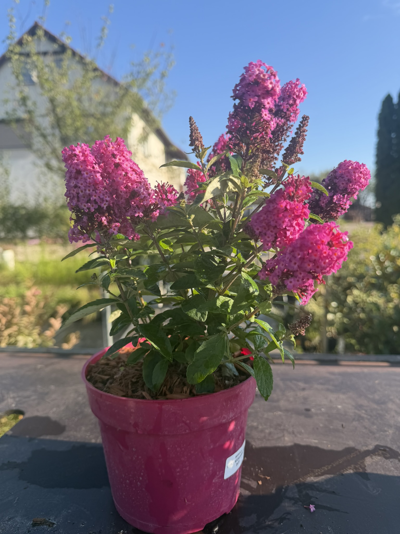 Budleja Dawida 'Little Rockstars Red’