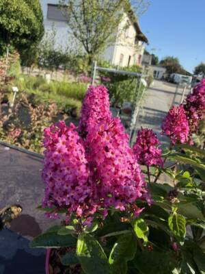 Budleja Dawida 'Little Rockstars Red'