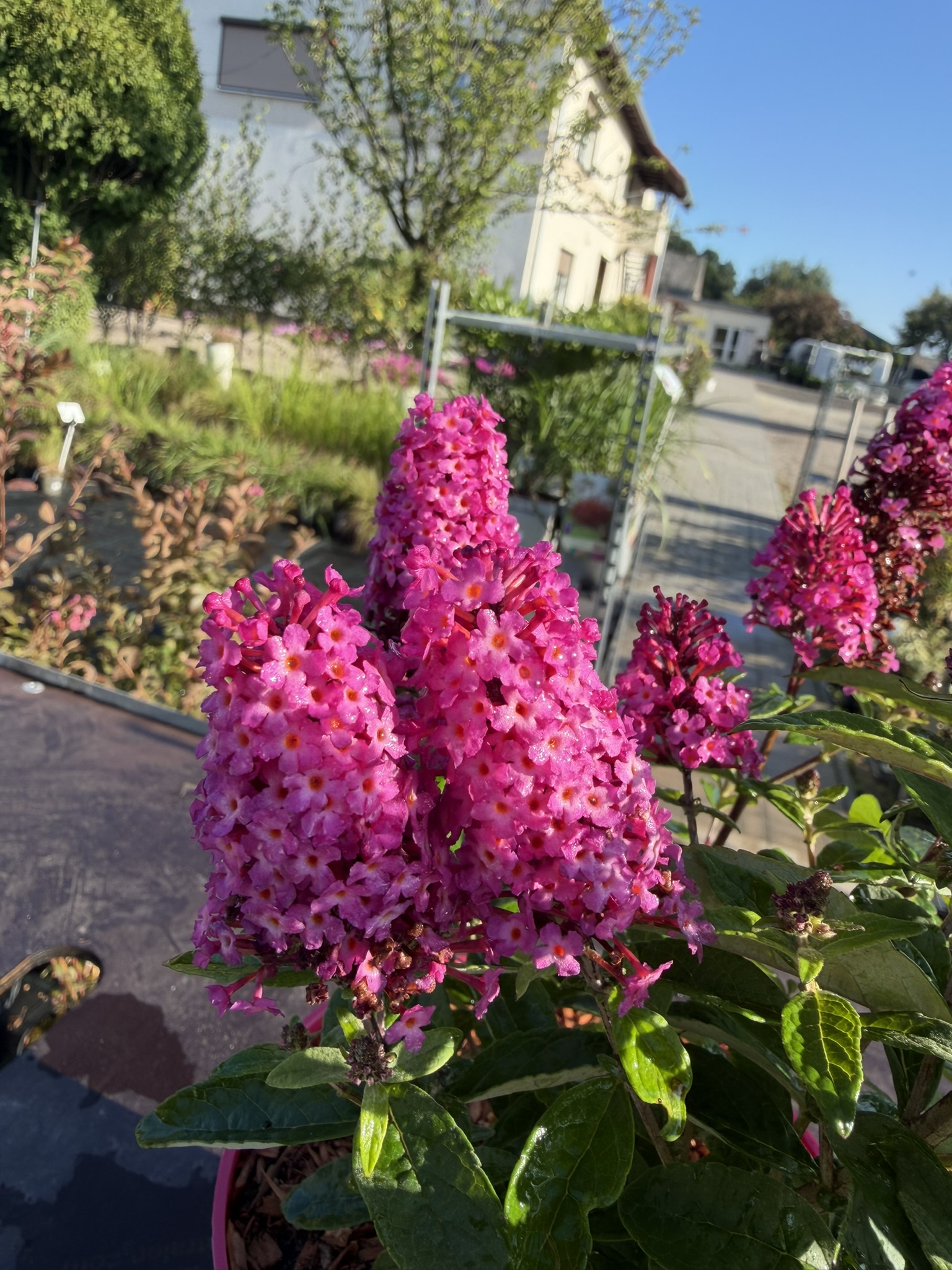 Budleja Dawida 'Little Rockstars Red’