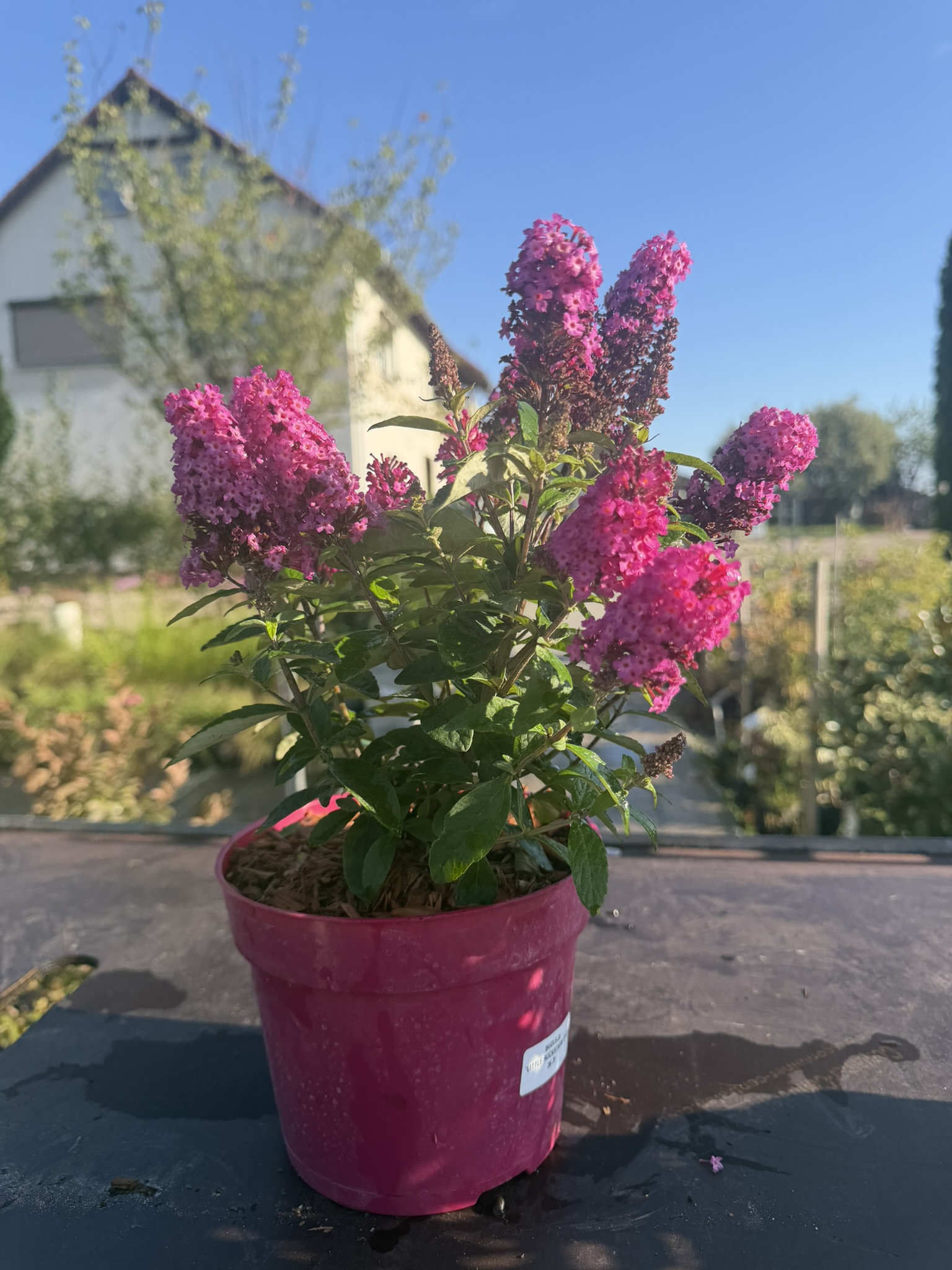 Budleja Dawida 'Little Rockstars Red’