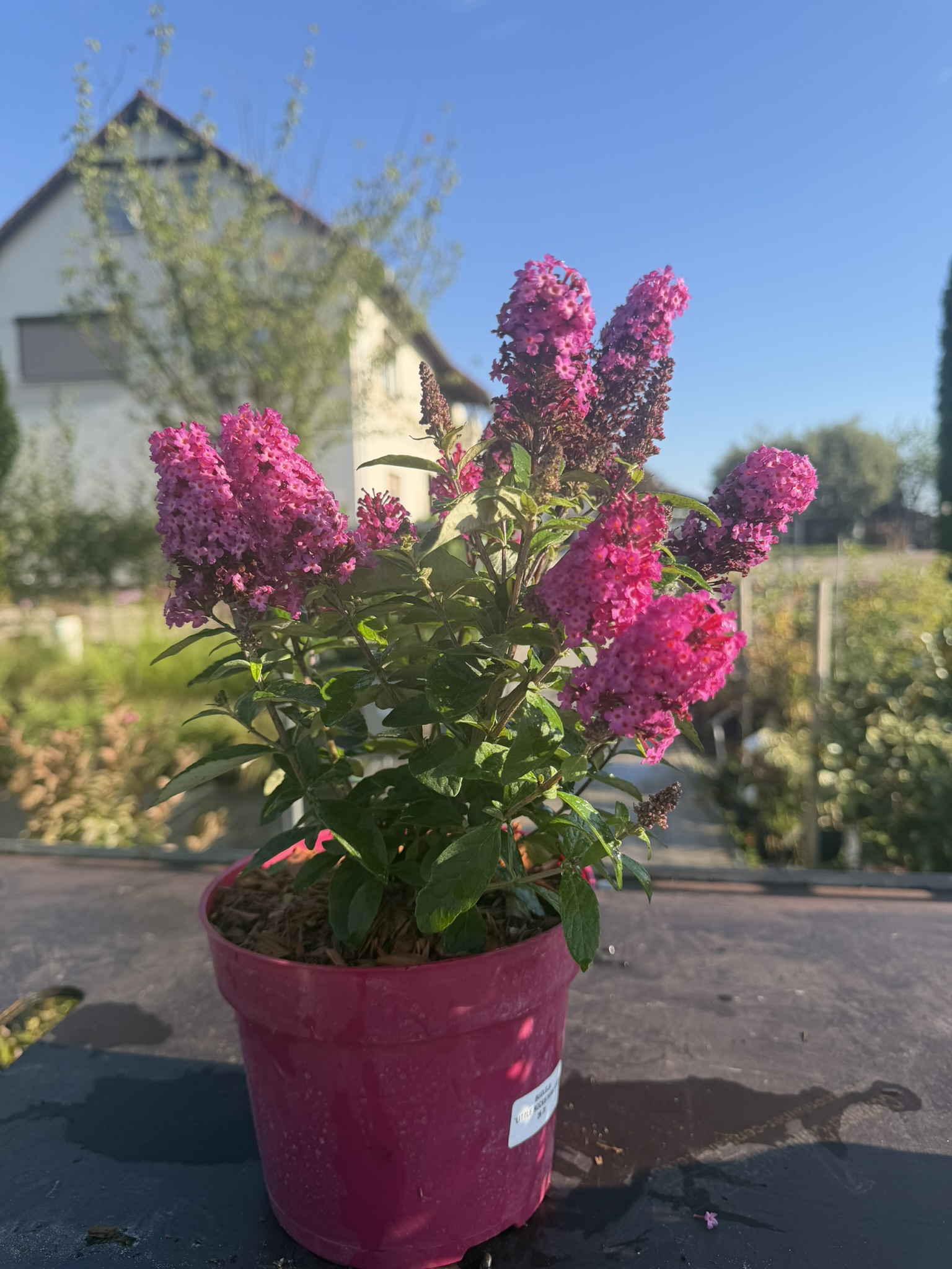 Budleja Dawida 'Little Rockstars Red’