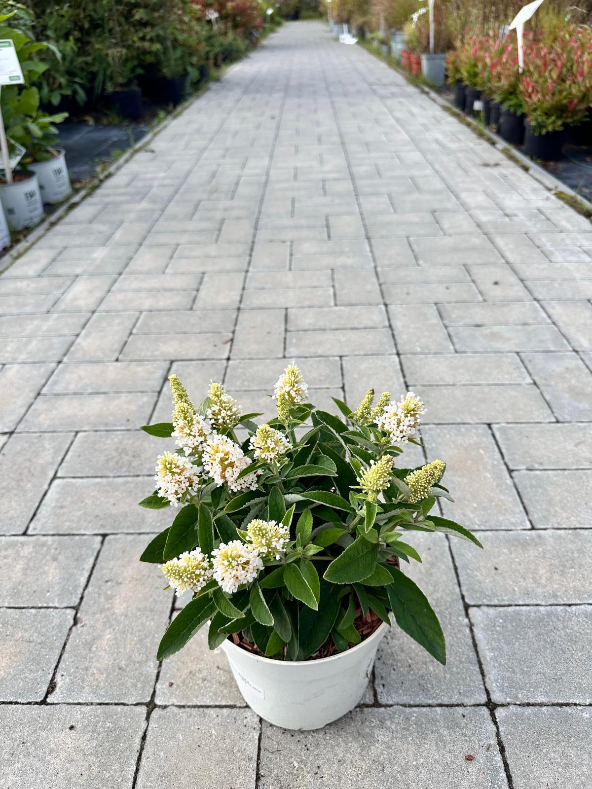 Budleja Dawida 'Little Rockstars White’