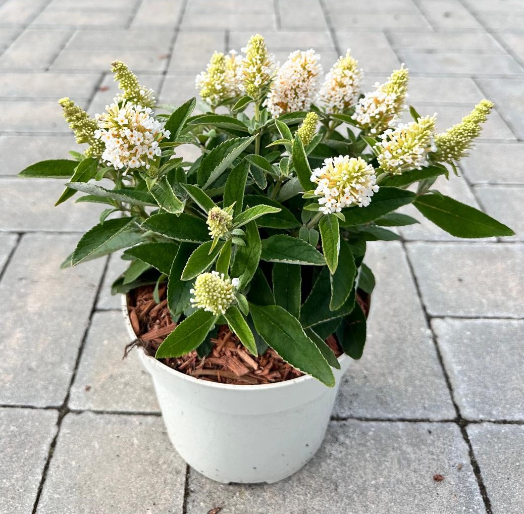 Budleja Dawida 'Little Rockstars White’