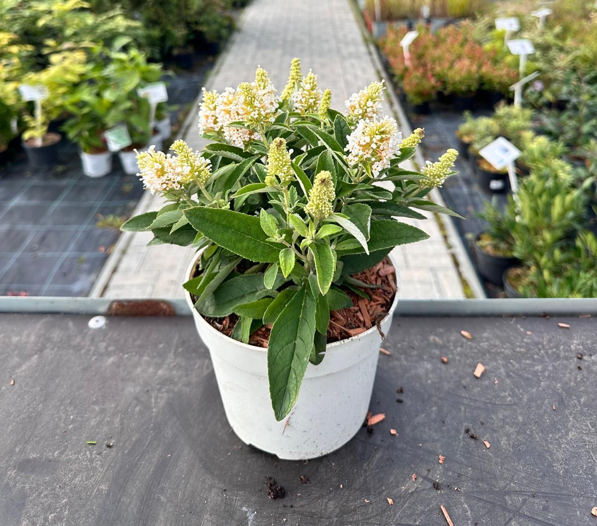 Budleja Dawida 'Little Rockstars White’