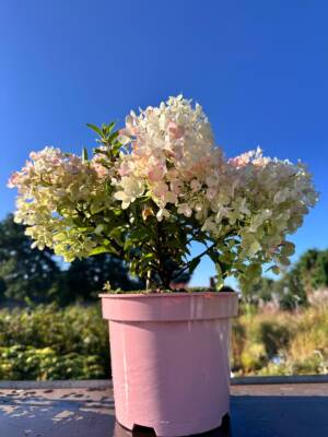 Hortensja bukietowa 'Groundbreaker Blush'