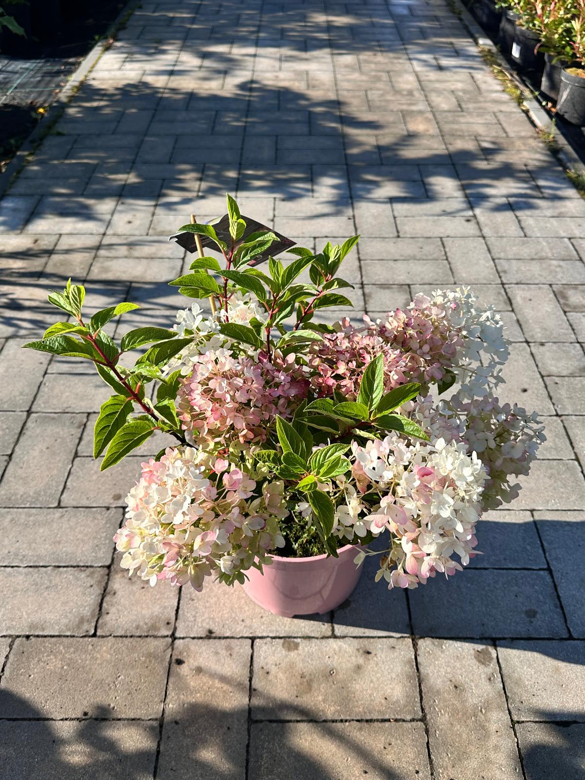 Hortensja bukietowa 'Groundbreaker Blush’