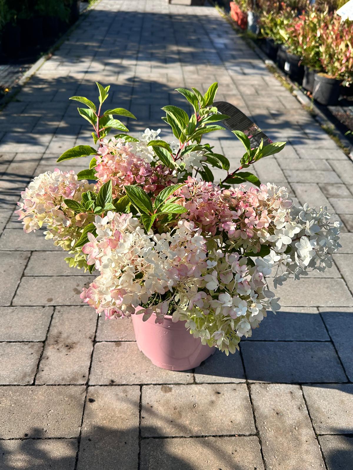 Hortensja bukietowa 'Groundbreaker Blush’