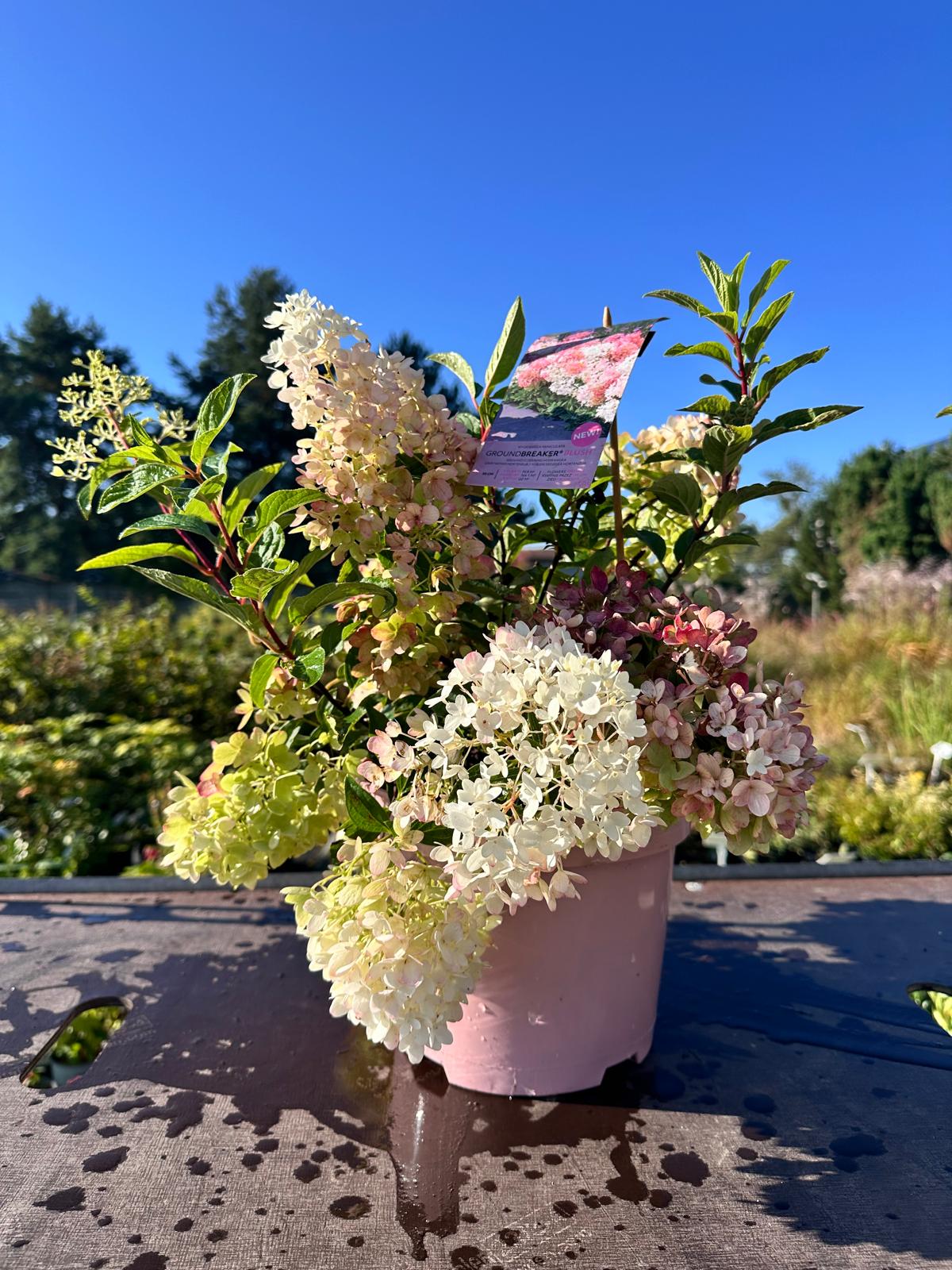 Hortensja bukietowa 'Groundbreaker Blush’