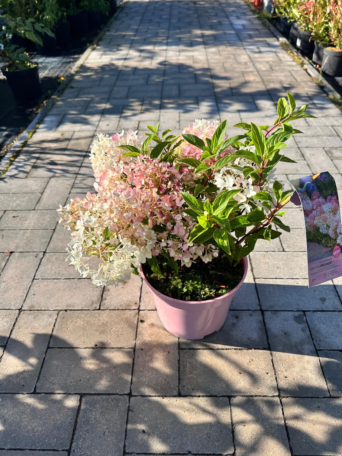 Hortensja bukietowa 'Groundbreaker Blush’