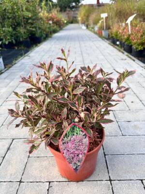 Krzewuszka cudowna 'Monet'