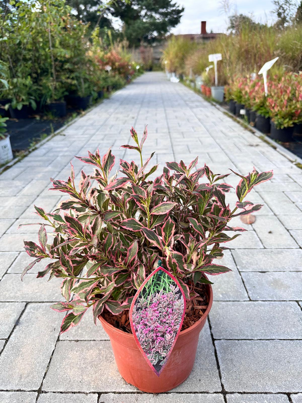 Krzewuszka cudowna 'Monet’
