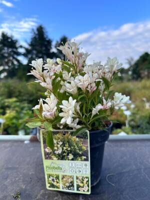 Krzewuszka cudowna ‘Picobella Bianco'