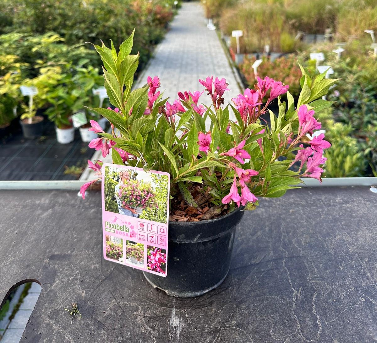Krzewuszka cudowna ‘Picobella Rosa’