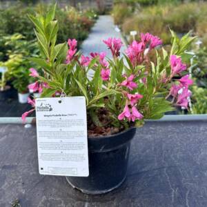 Krzewuszka cudowna ‘Picobella Rosa'