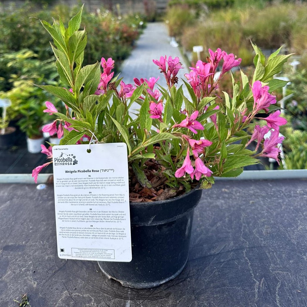 Krzewuszka cudowna ‘Picobella Rosa’