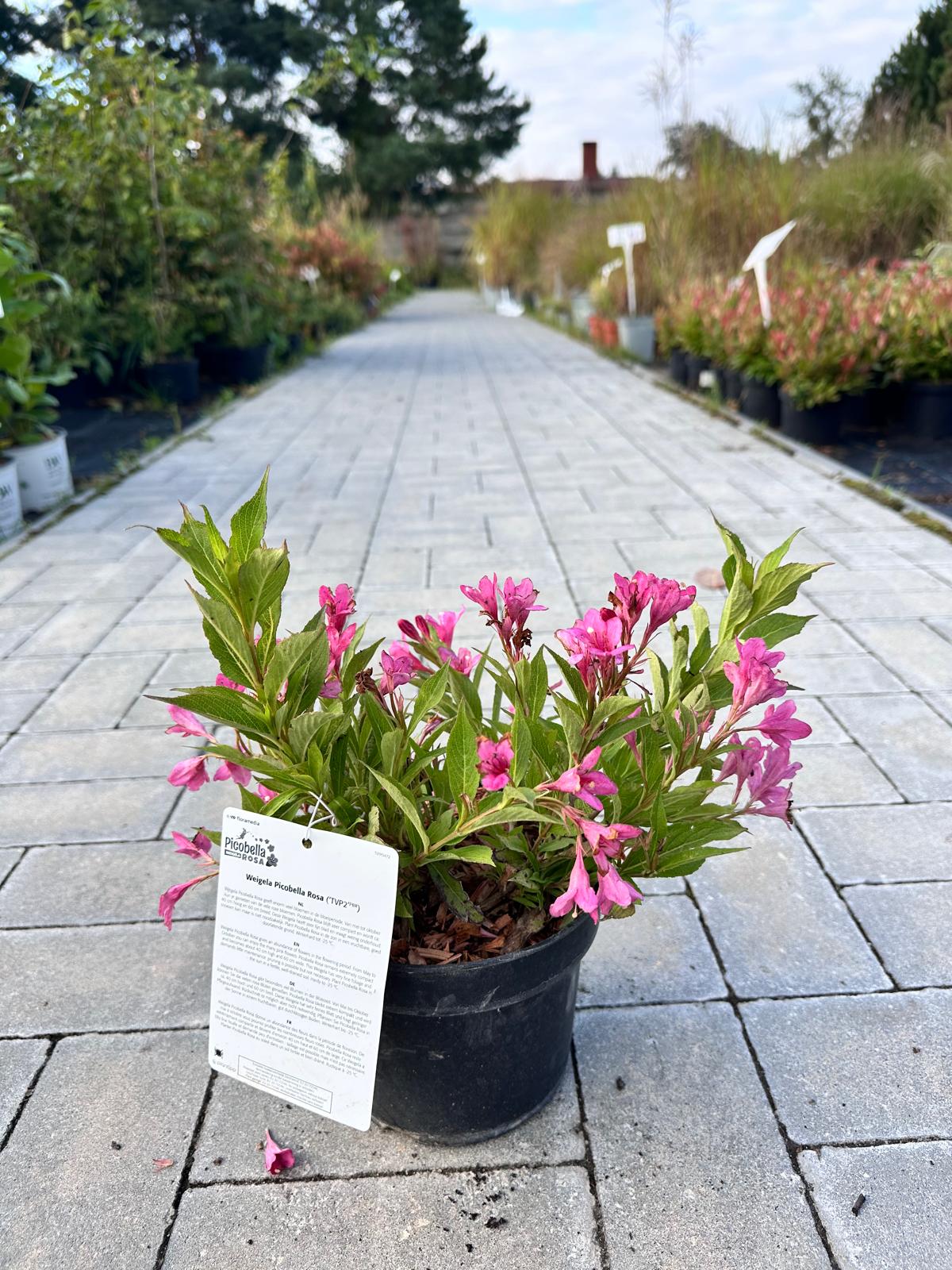 Krzewuszka cudowna ‘Picobella Rosa’