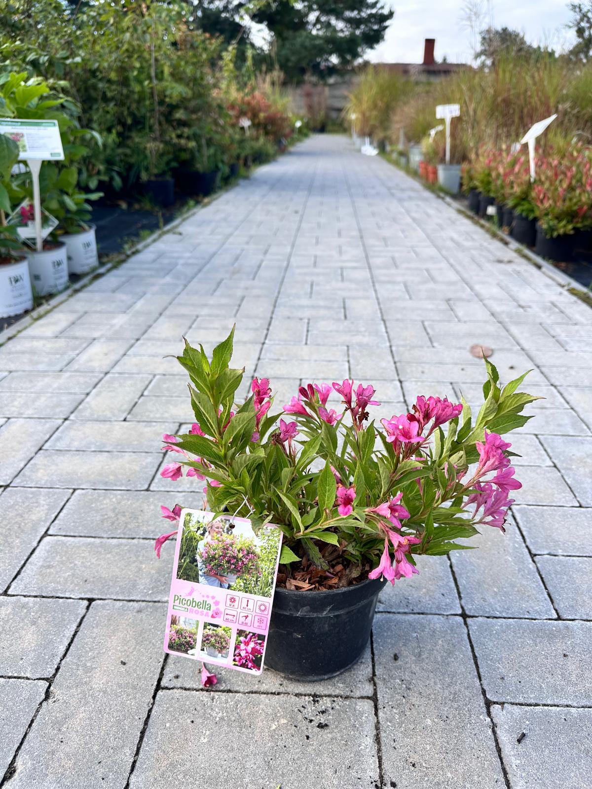 Krzewuszka cudowna ‘Picobella Rosa’