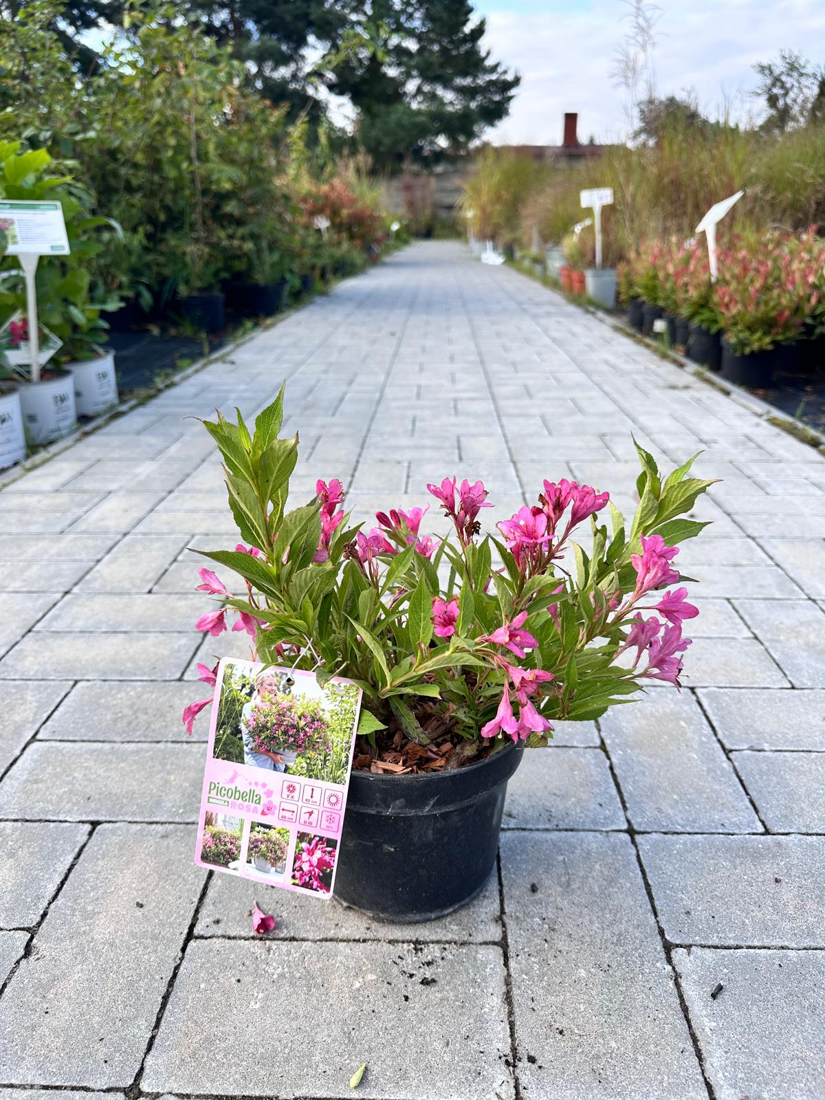 Krzewuszka cudowna ‘Picobella Rosa’