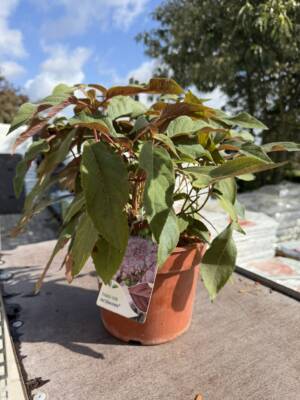 Hortensja kosmata 'Hot Chocolate'