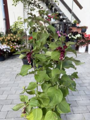 Lejcesteria piękna 'Purple Rain'